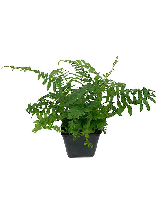 Polystichum munitum 4 Inch