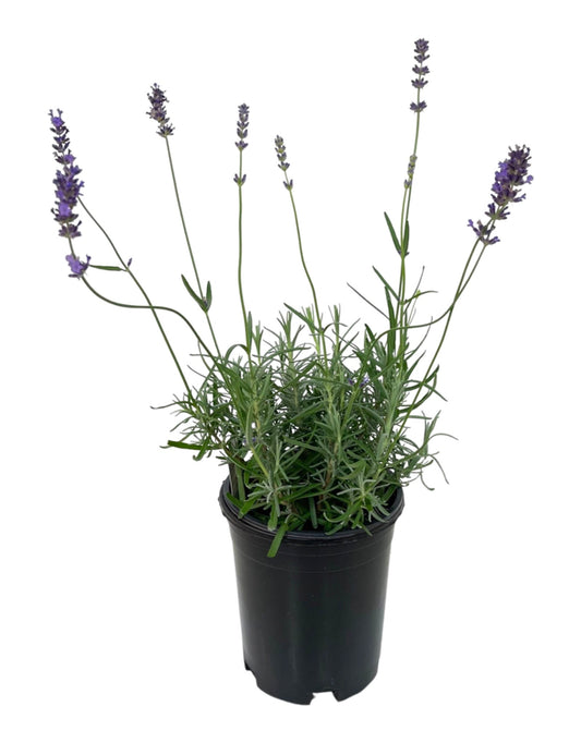 Lavandula 'Violet Intrigue' 1 Gallon