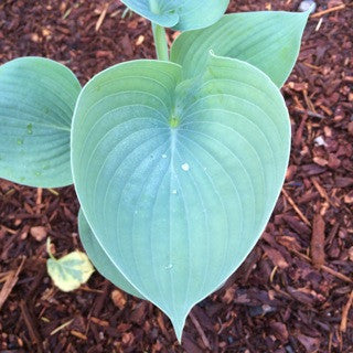 Hosta 'Hadspen Blue' 4 inch