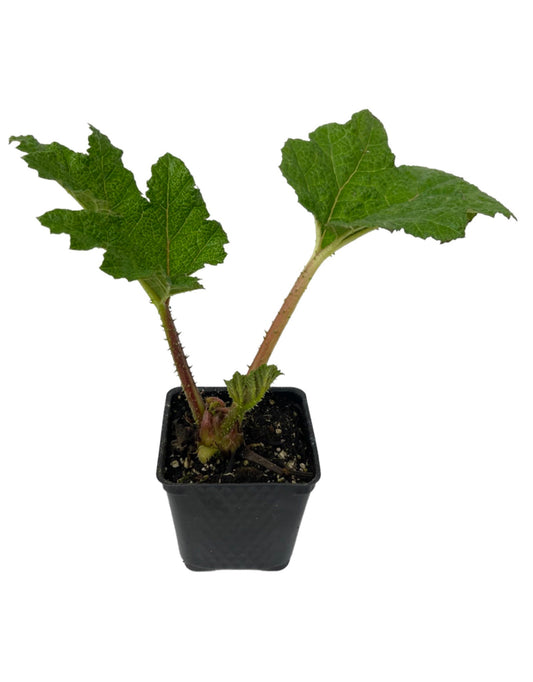 Gunnera manicata 4 Inch