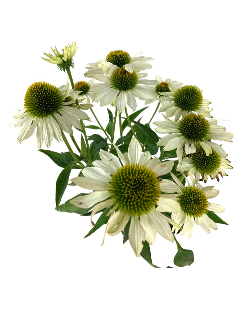 Echinacea 'Kismet White'