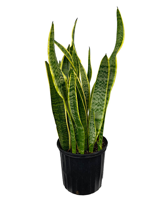 Sansevieria trifasciata 'Laurentii' 10 Inch