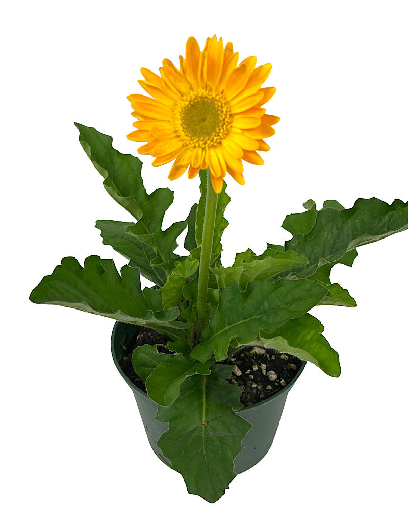 Gerbera garvinea 'Sweet Smile' 1 Gallon