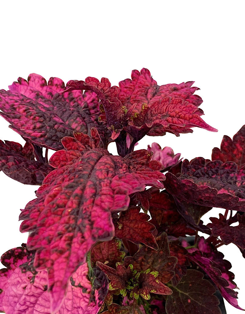 Coleus 'Florida Sun Rose' 4 Inch