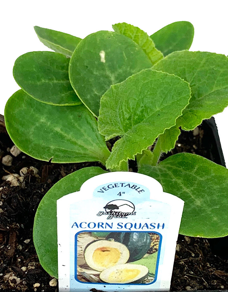 Squash 'Acorn Table Ace'  4 inch