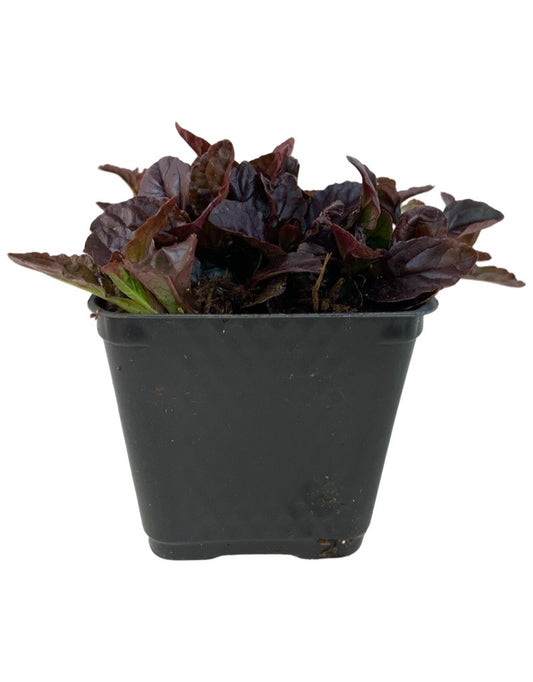 Ajuga 'Black Scallop' 4 Inch