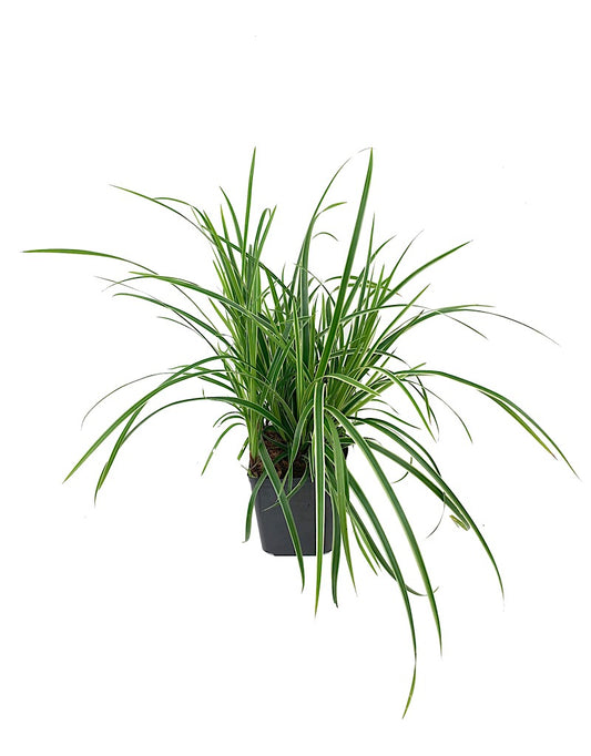 Carex morrowii 'Ice Dance'