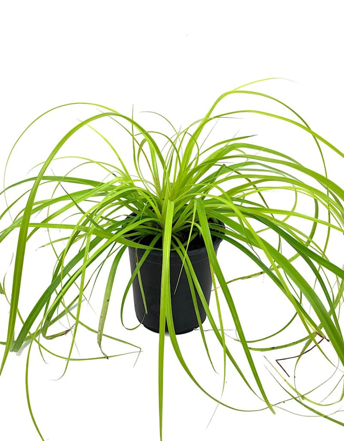 Carex oshimensis 'EverColor Everillo'