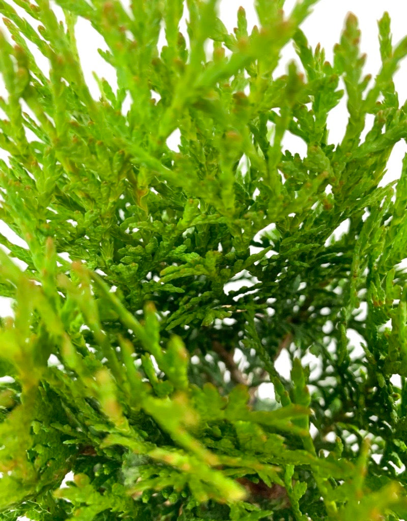 Thuja occidentalis 'Little Giant'