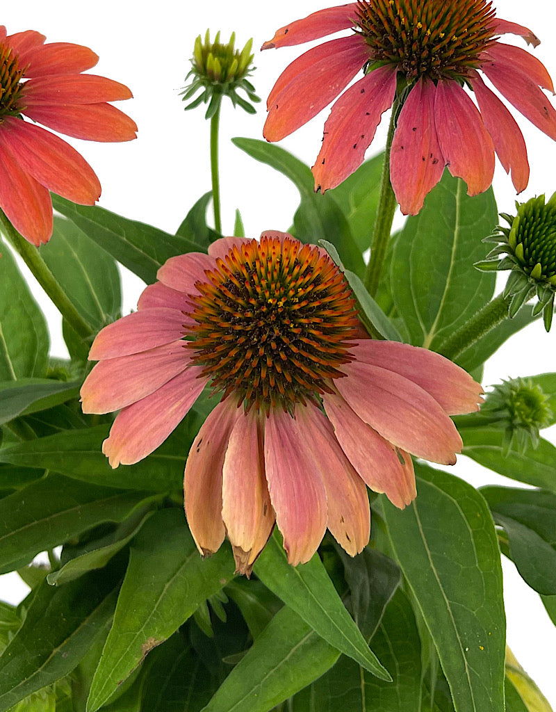 Echinacea 'Sombrero Poco Hot Coral' 1 Gallon