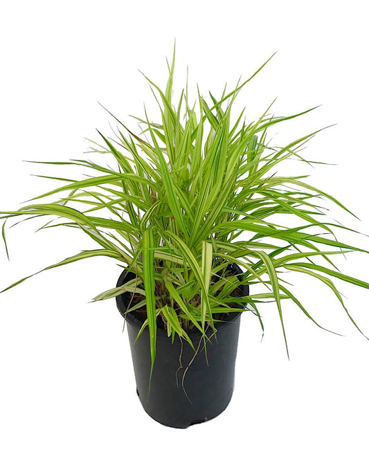 Hakonechloa macra 'Aureola' 1 Gallon