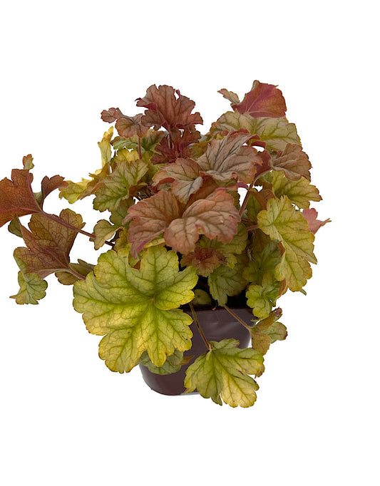 Heuchera  €˜Topaz Jazz  Quart