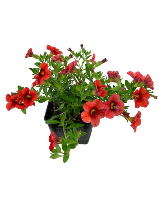 Calibrachoa 'Callie Deep Orange' 4 Inch