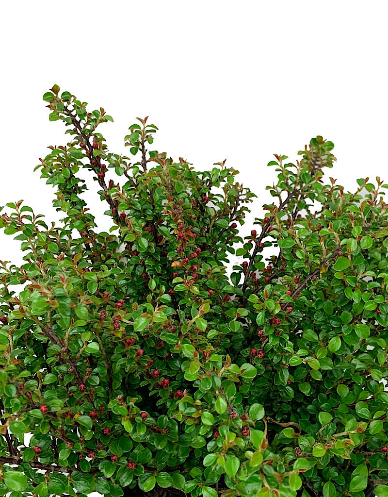 Cotoneaster apiculatus 'Tom Thumb' 1 Gallon