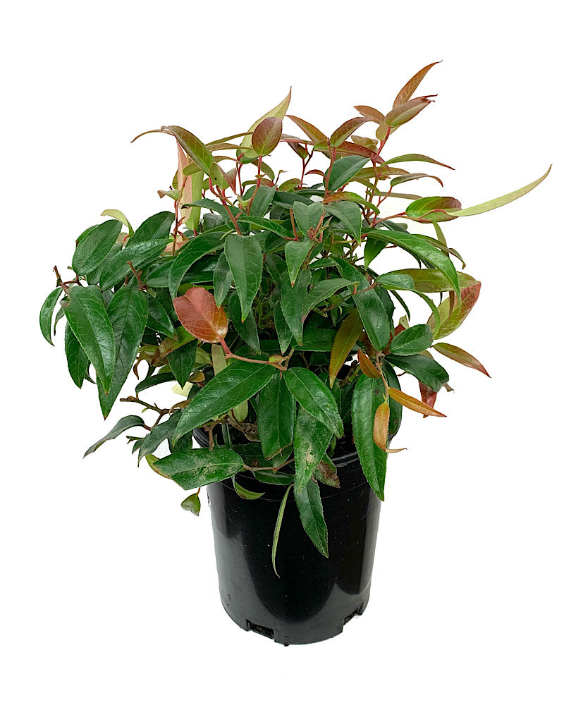 Leucothoe f. 'Scarletta' 1 Gallon