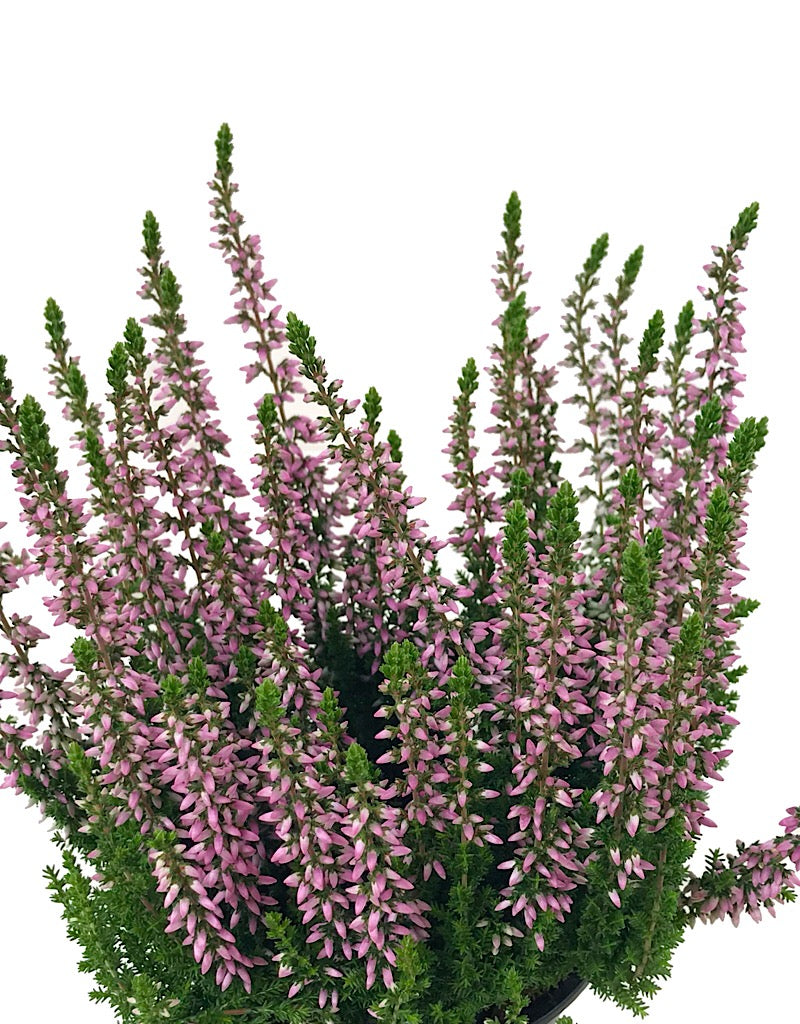 Calluna v. 'Michelle' - 4 inch