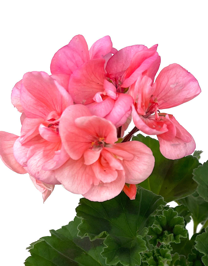 Geranium Zonal 'Tango Salmon' 4 Inch