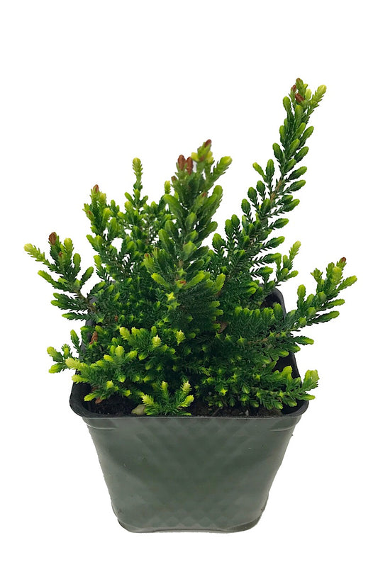 Calluna vulgaris 'Spring Cream' 4 inch