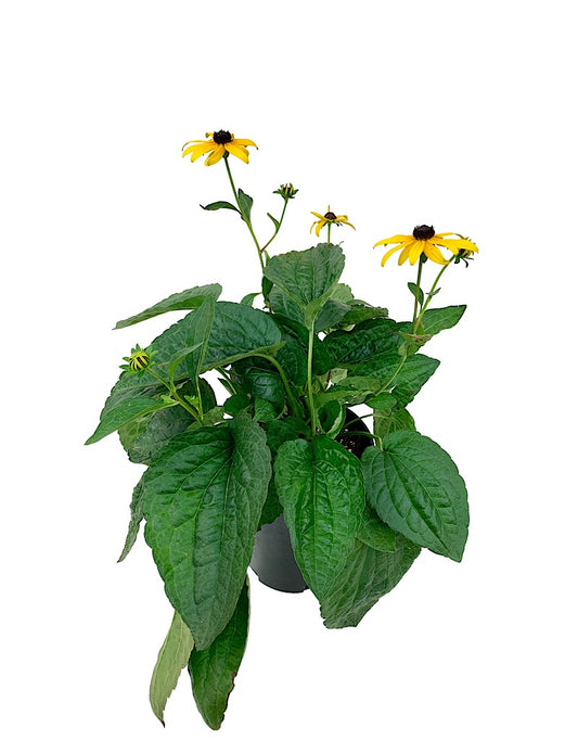 Rudbeckia fulgida var. sullivantii 'Goldsturm' 1 Gallon