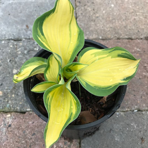 Hosta 'Great Expectations' Quart