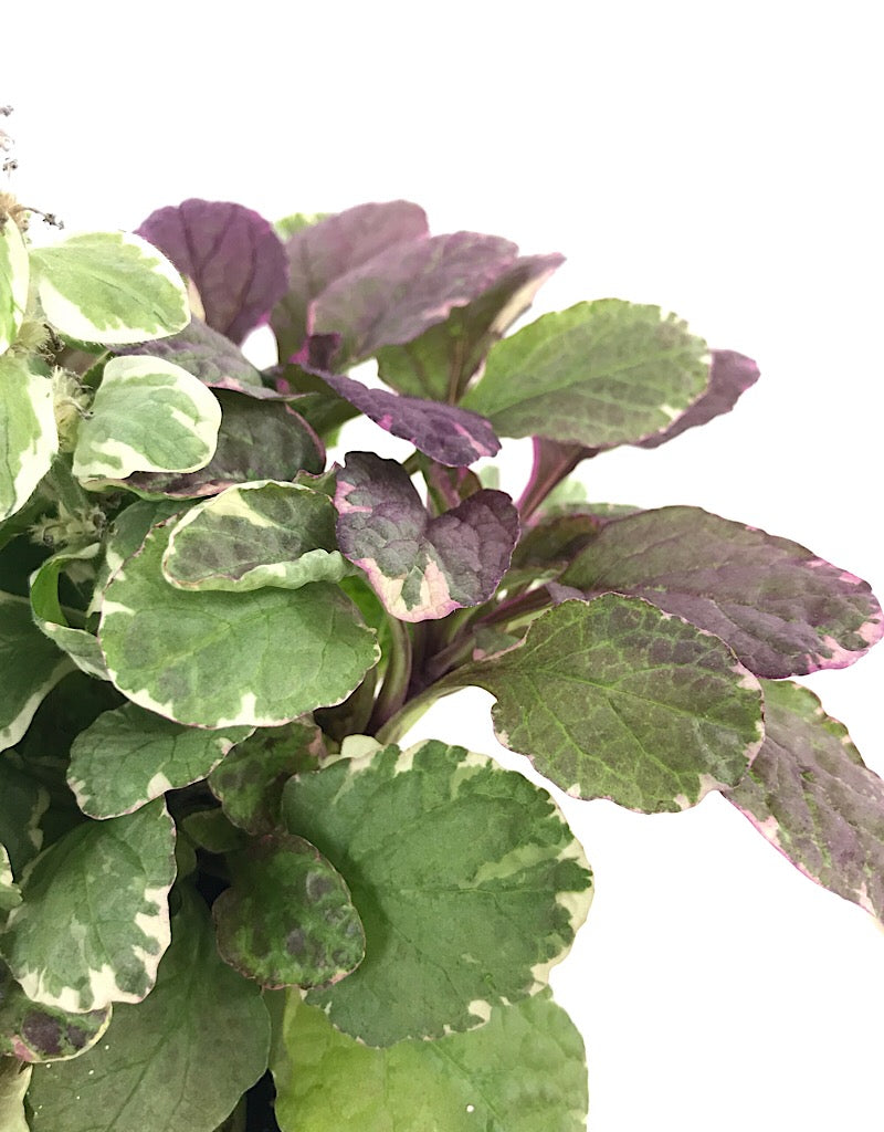 Ajuga 'Burgundy Glow' 4 Inch