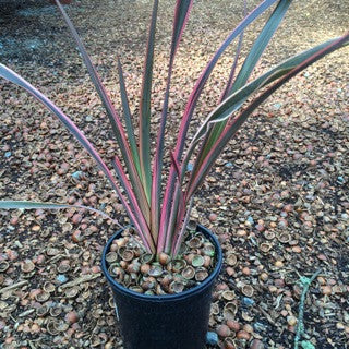 Phormium 'Rainbow Queen' 1 Gallon