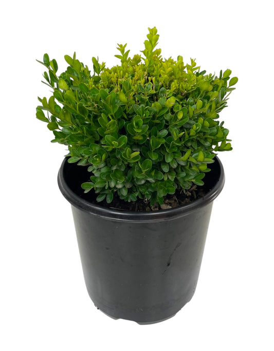 Buxus sempervirens 'Suffruticosa' 2 Gallon