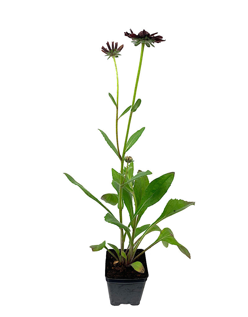 Rudbeckia 'Cherry Brandy' 4 Inch