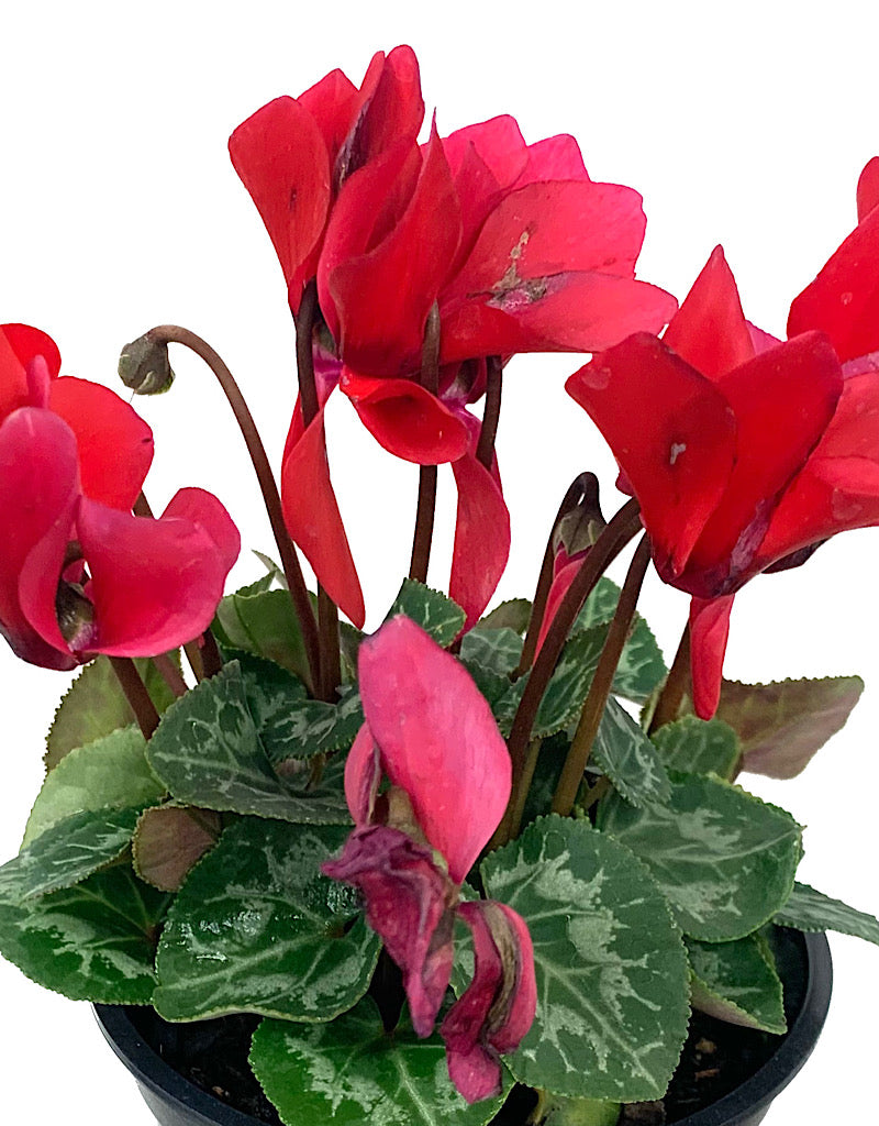 Cyclamen 'Laser Synchro Scarlet' 4 inch