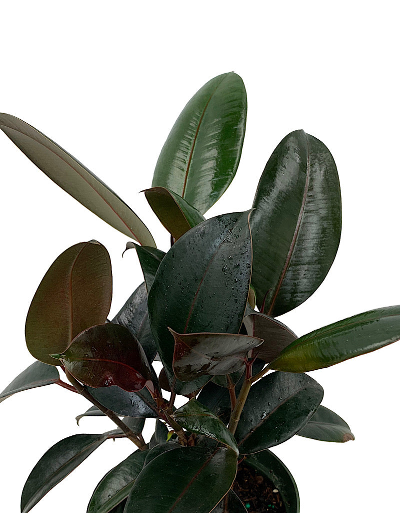 Ficus elastica 'Burgundy'  6 Inch