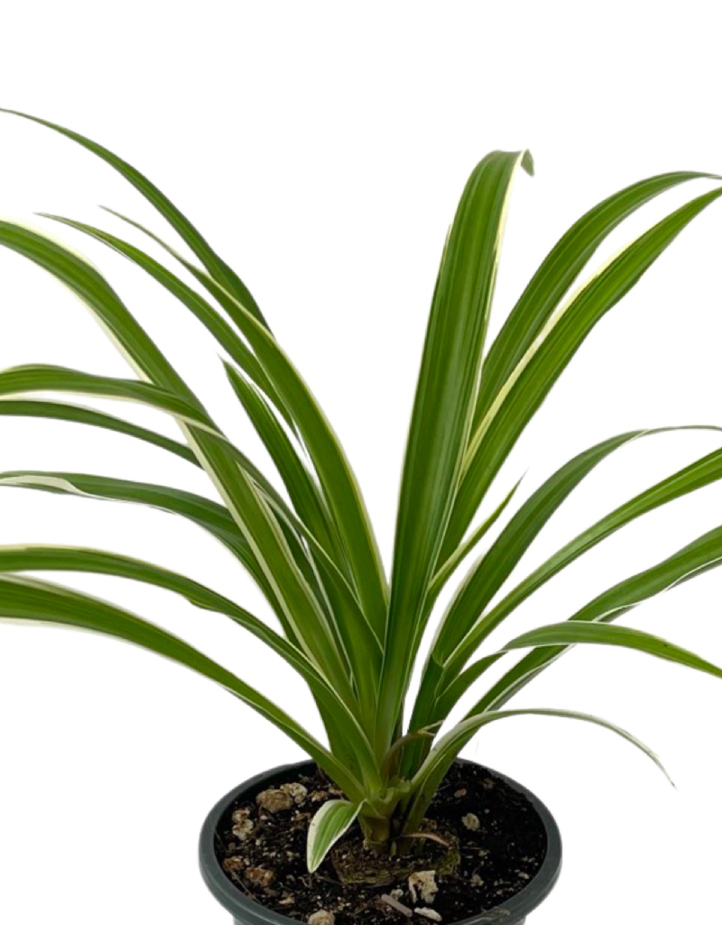 Chlorophytum comosum 'Ocean' Quart