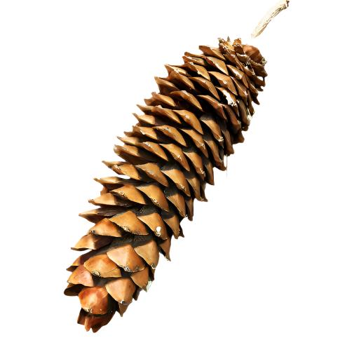 Sugar Pine Cone Large