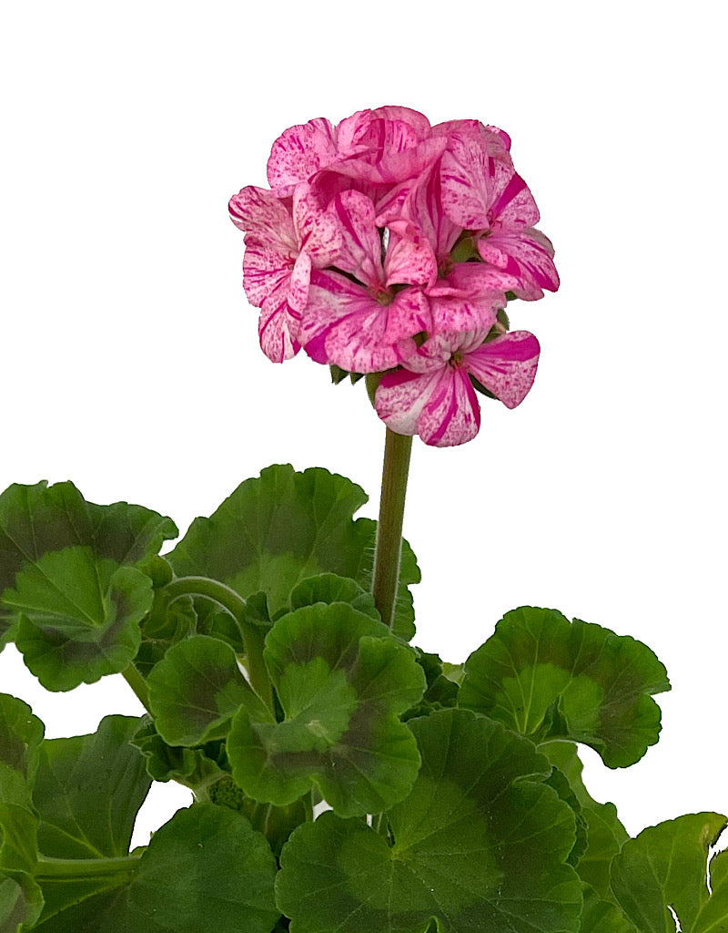 Geranium Zonal  €˜Glitter Pink  5 Inch