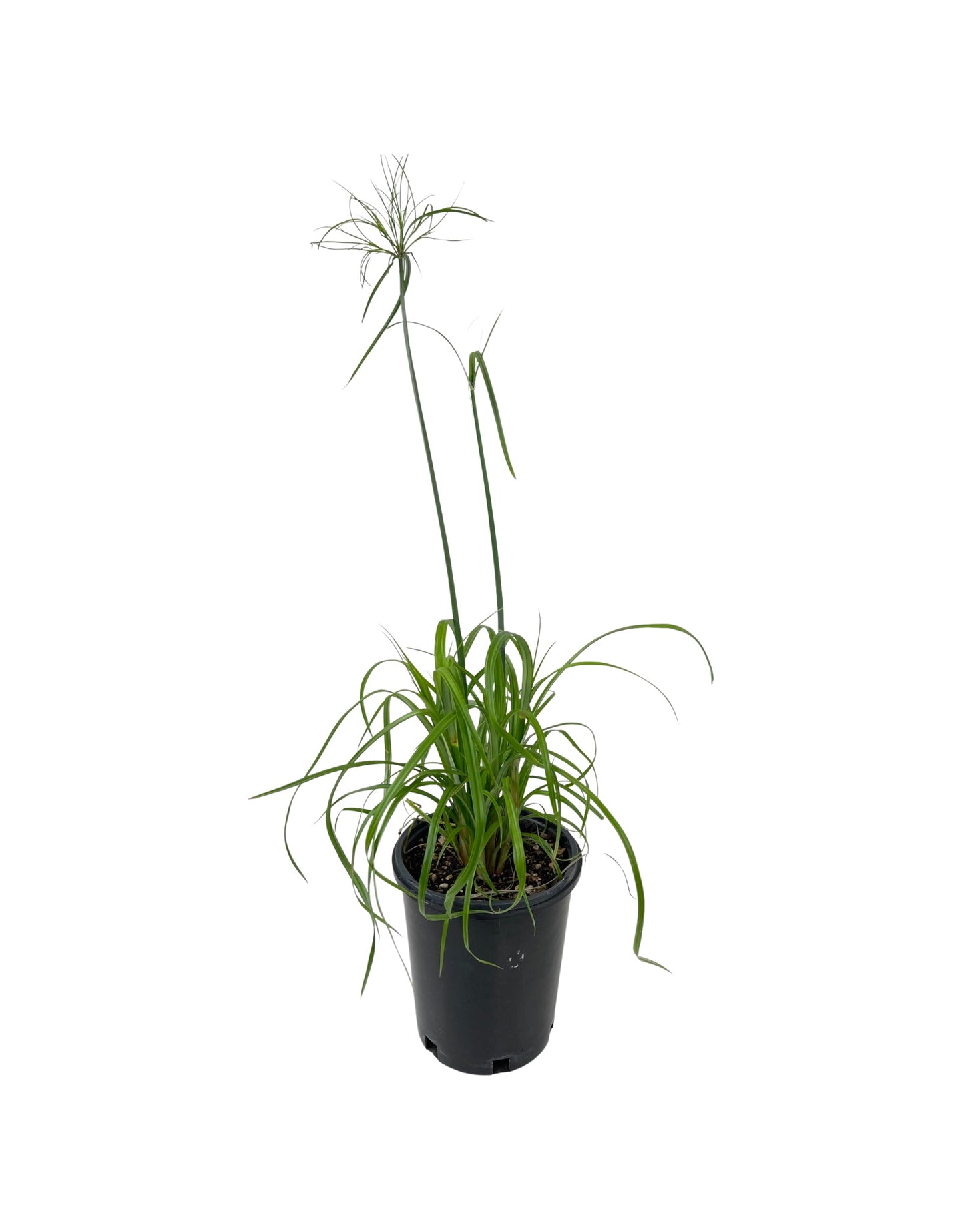 Cyperus papyrus 'King Tut' 1 Gallon