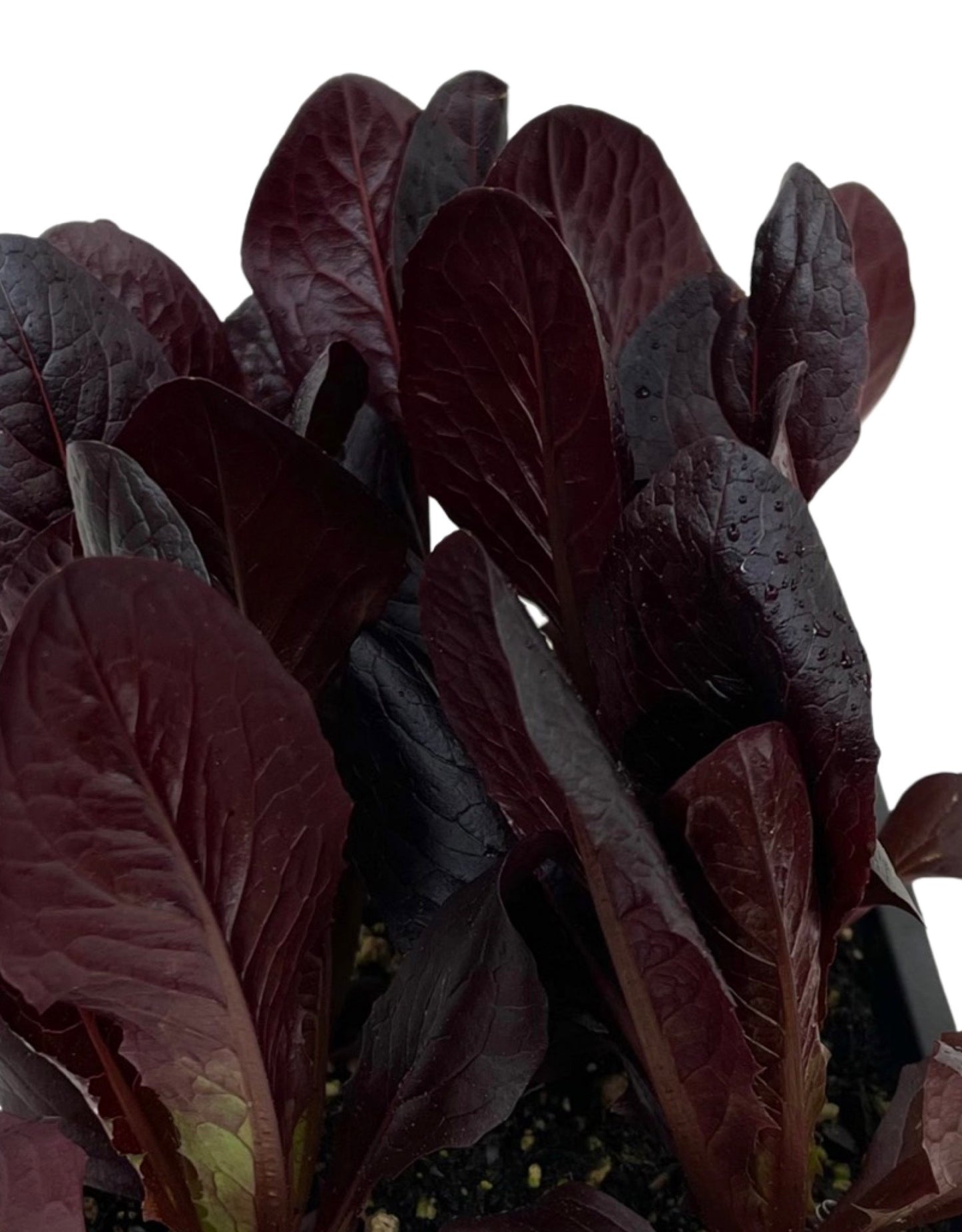 Lettuce 'Red Romaine' Jumbo Traypack