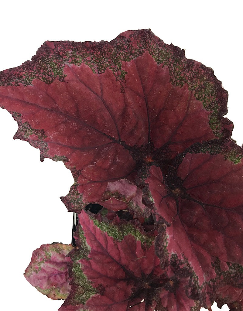 Begonia rex 'Ideal Red' - Quart