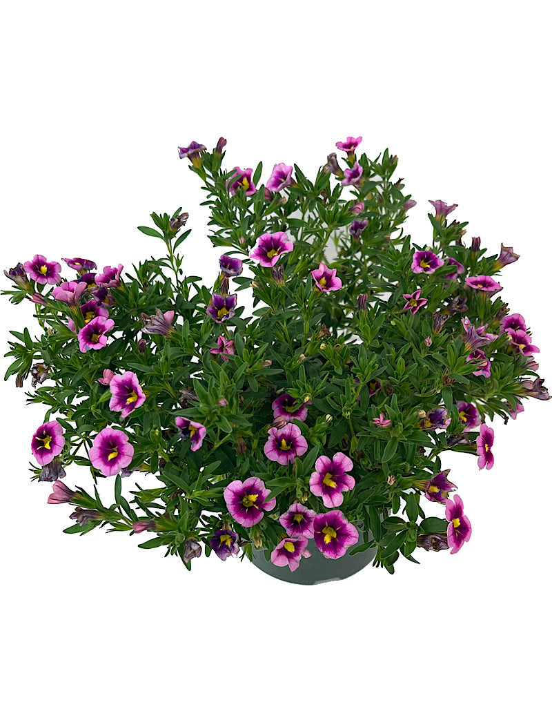 Calibrachoa 'Can Can Bumble Bee Pink' 6 Inch