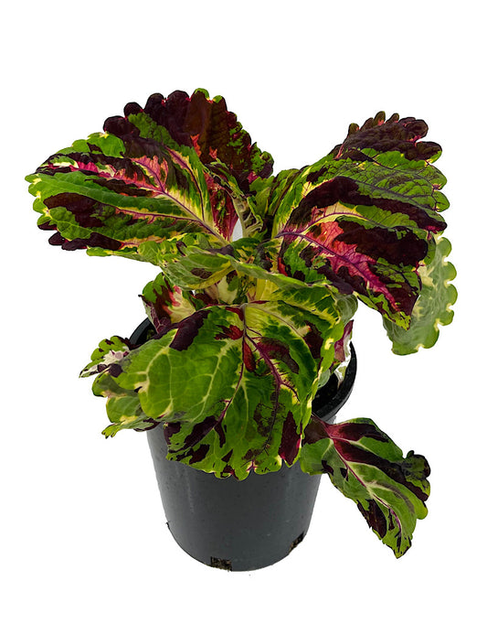 Coleus 'Kong Mosaic' 1 Gallon