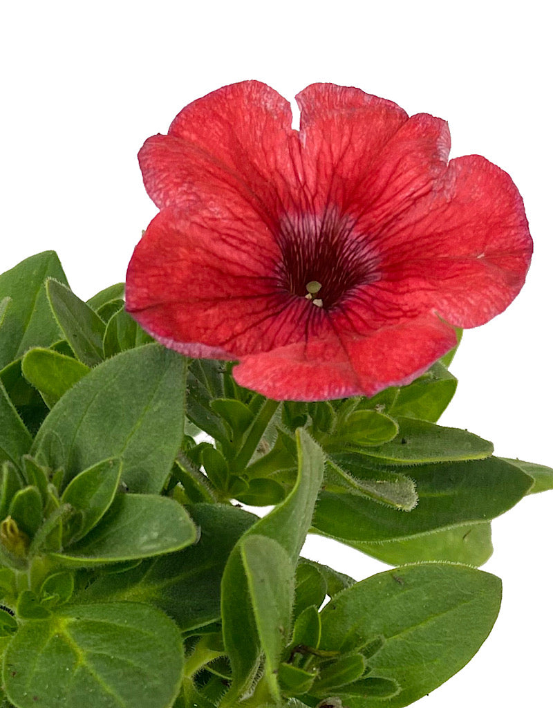 Petunia 'Salmon Red Vein' 4 Inch