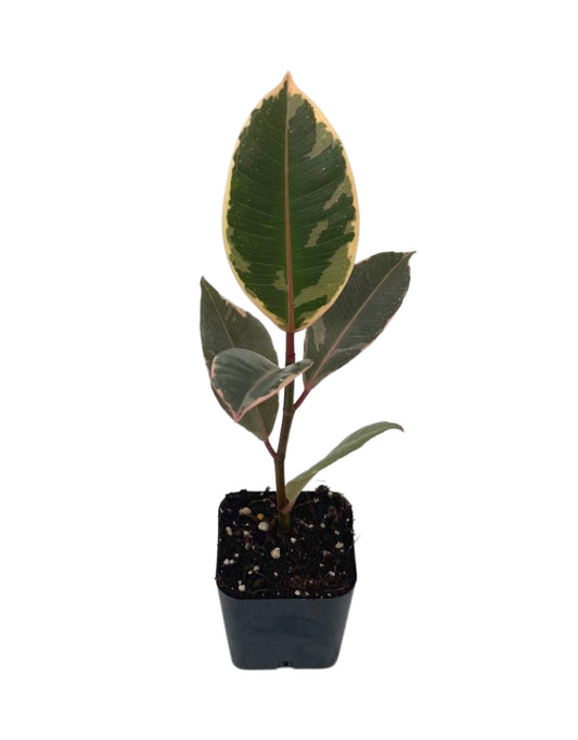 Ficus elastica 'Tineke'