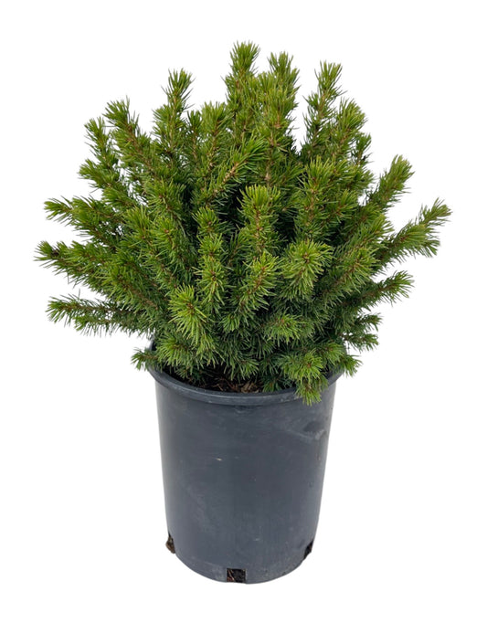 Picea glauca 'Humpty Dumpty' 1 Gallon