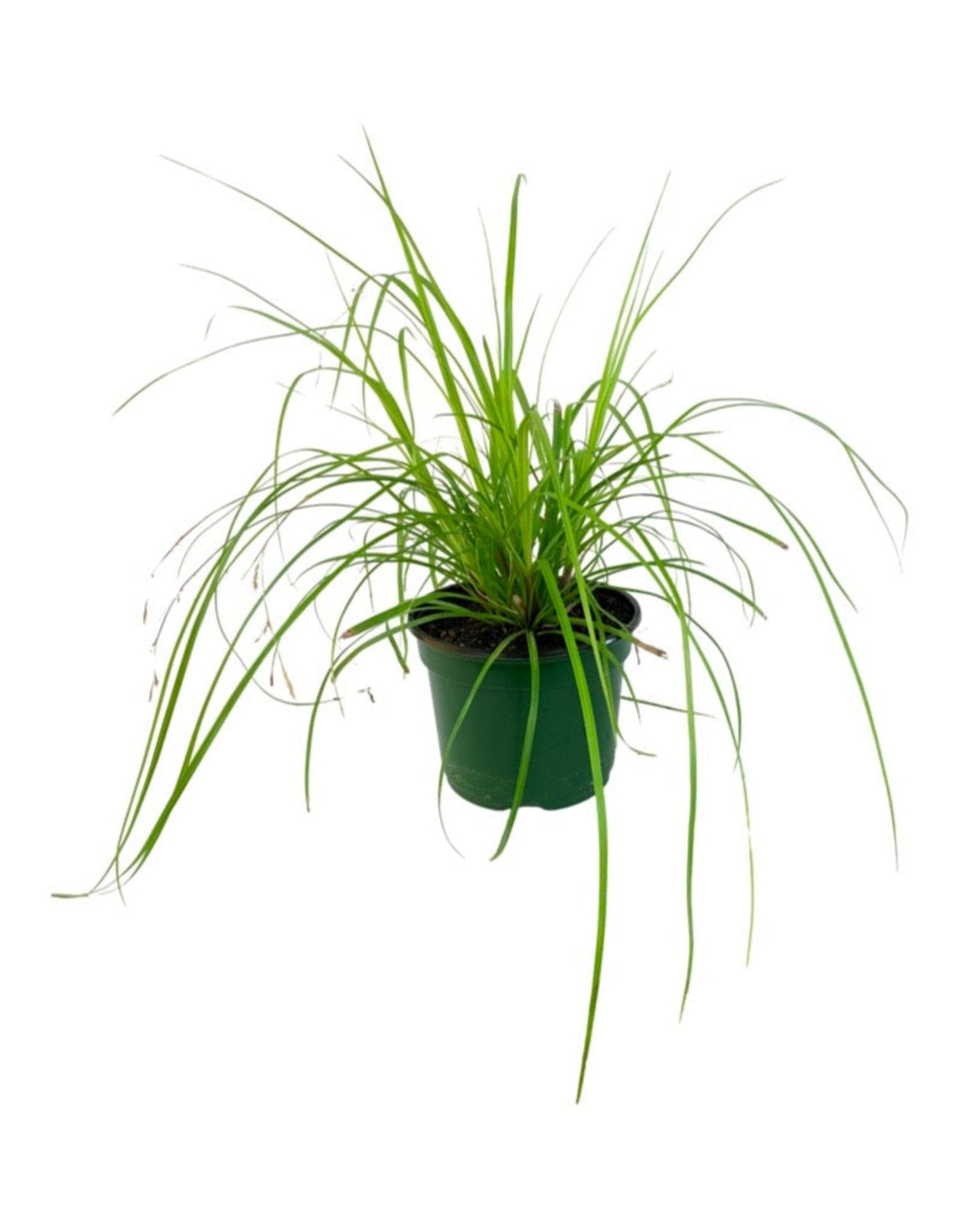 Carex oshimensis 'EverColor Everillo'