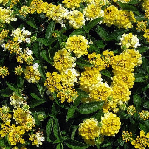 Lantana 'Bandana Lemon Zest'