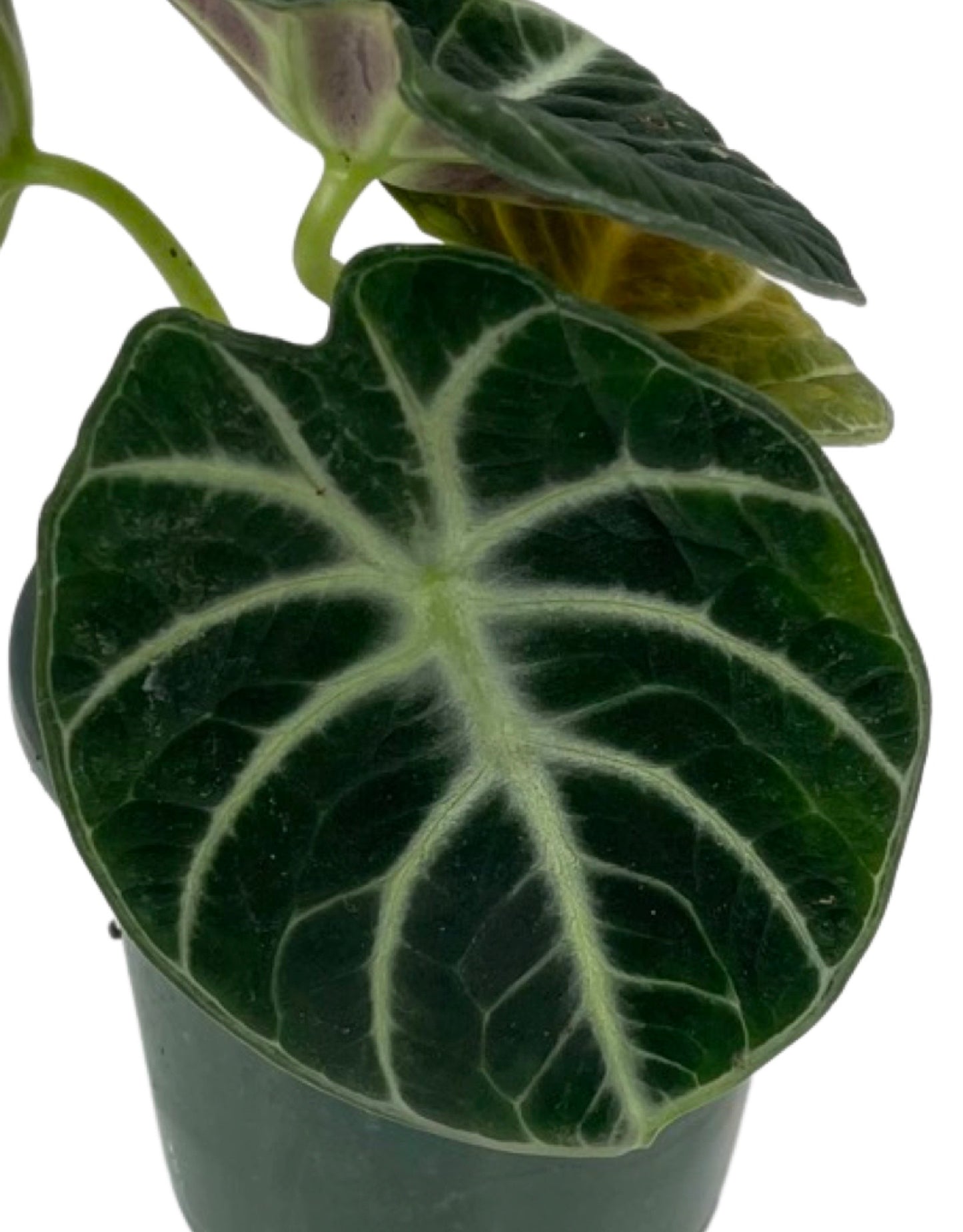 Alocasia 'Ninja' Quart