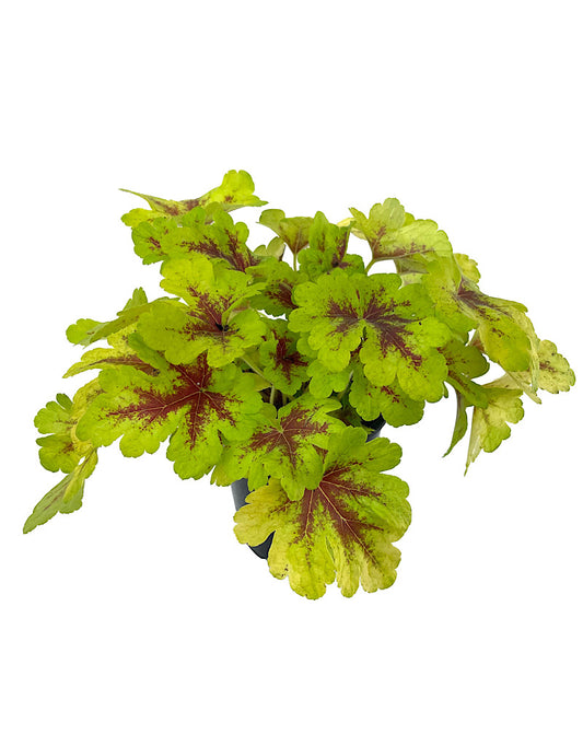 Heucherella 'Mojito' Quart