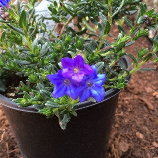 Lithodora diffusa 'Heavenly Blue' 1 Gallon