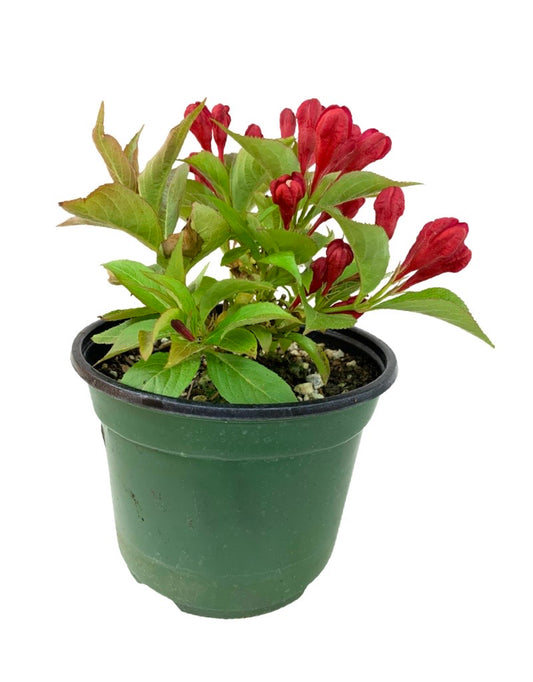 Weigela 'All Summer Red' 6 Inch