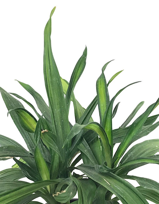 Dracaena 'Rikki'  6 inch