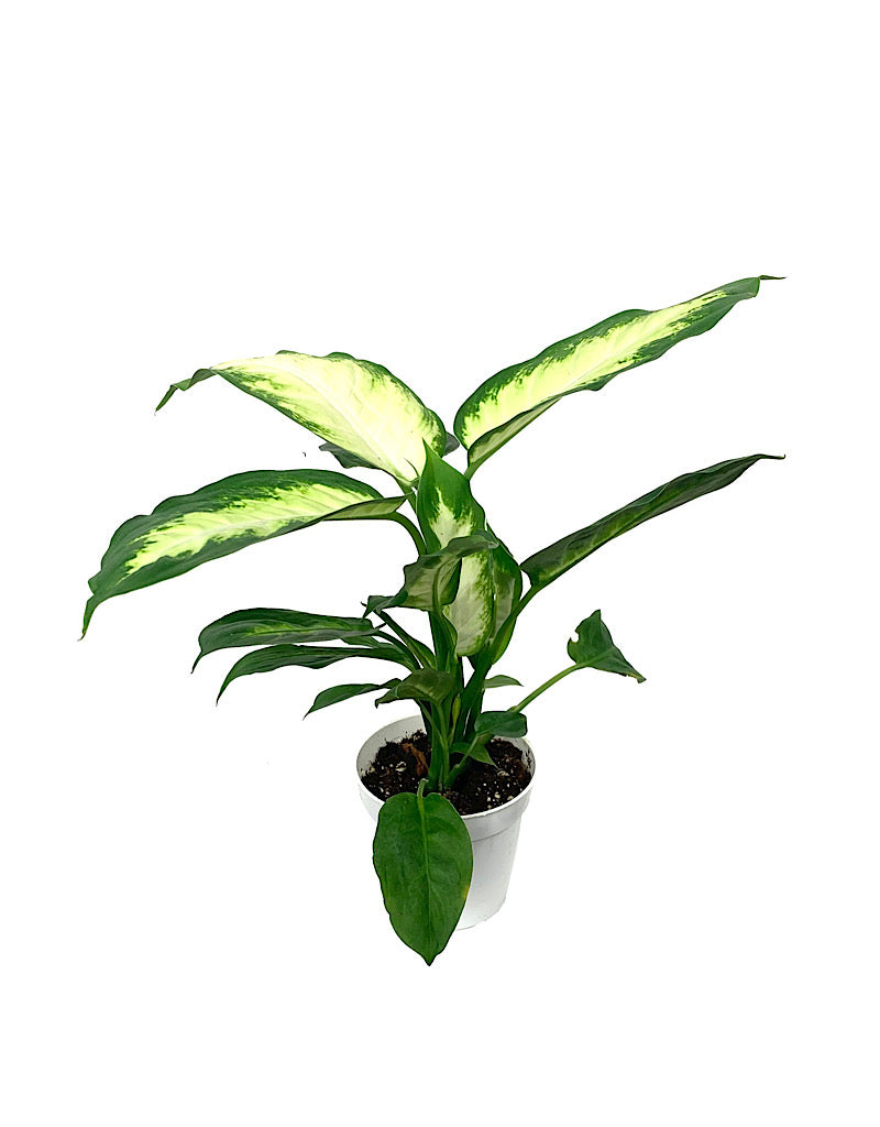 Dieffenbachia maculata 'Camille' 4 Inch