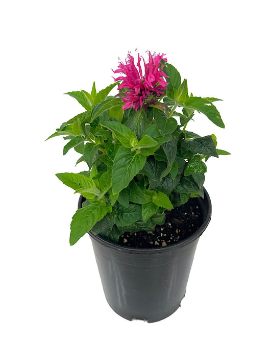 Monarda 'Cranberry Lace  1 Gallon